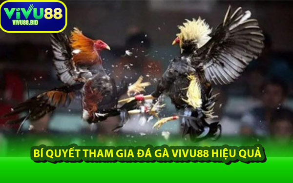 Bí Quyết Tham Gia Đá Gà VIVU88 Hiệu Quả