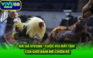 Đá Gà VIVU88 - Cuộc Vui Bất Tận Của Giới Đam Mê Chiến Kê