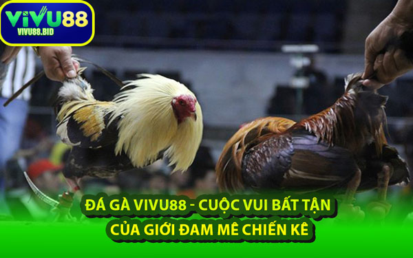 Đá Gà VIVU88 - Cuộc Vui Bất Tận Của Giới Đam Mê Chiến Kê